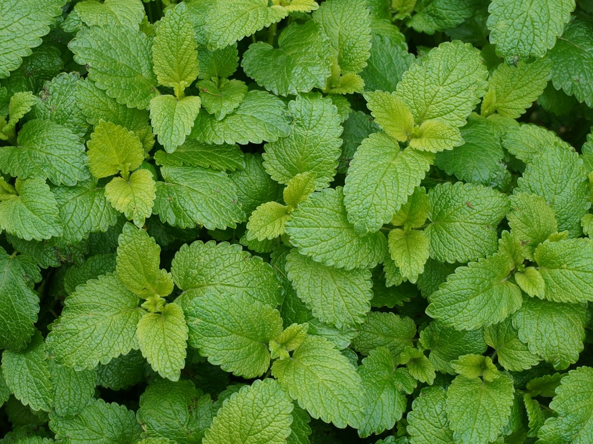 La mélisse, plante traditionnelle du sommeil